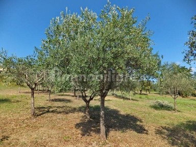 Ferentino