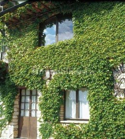 Urbino, Via Ca' Raniero, 3