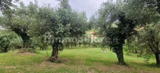 Casale via Valle, Cartoceto