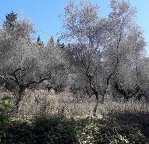 Rustico, da ristrutturare, 350 m², Pesaro