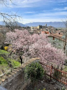 Tagliacozzo
