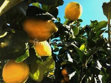 Cianciana, Contrada Mennola