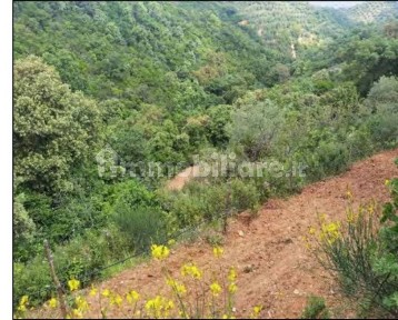 Capannone all'asta Contrada Sofferetti null, San Demetrio Corone