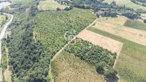 Azienda agricola in Vendita