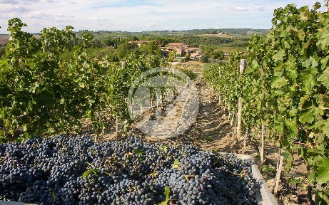 Villa unifamiliare, ottimo stato, 5700 m², Castellina in Chianti