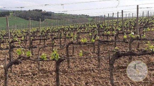 Villa unifamiliare, buono stato, 1986 m², Montalcino