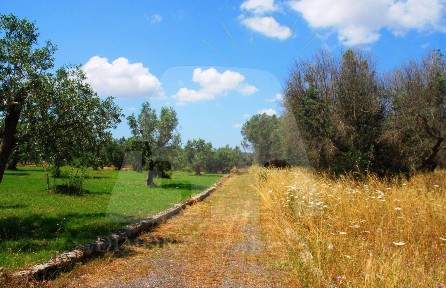 Tiggiano, Strada Vicinale Tagliate