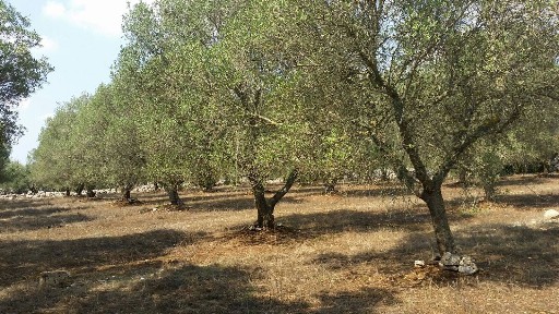 Rustico Sp358, Tricase