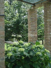 Corridonia, Contrada Cigliano