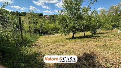 Visone