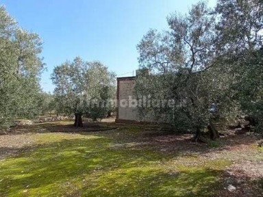 Molfetta, Sv Lama Cupa No Number