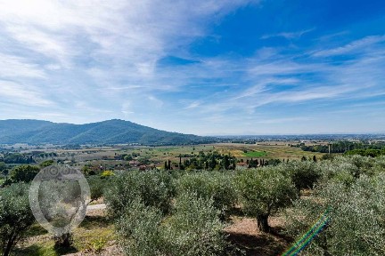 Cortona, N. A. le Corchie