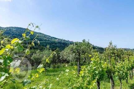 Cortona, Case Sparse Cortona, 32