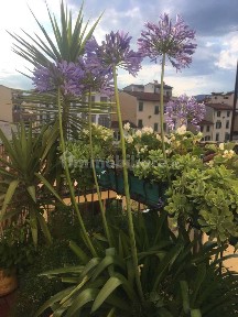 Trilocale via dell'Agnolo, Sant'Ambrogio, Firenze