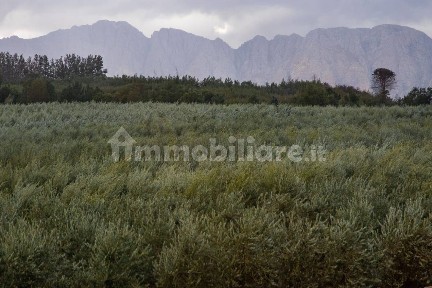 Rustico - casale all'asta, Melfi