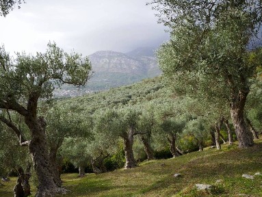 Rustico - casale all'asta, Tavoleto
