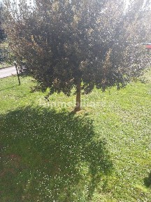Villa bifamiliare, ottimo stato, 195 m², Centro, Agliana