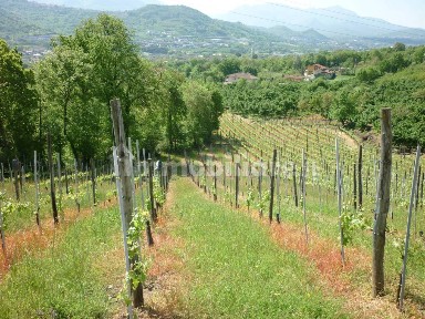 Montefredane, Perdito
