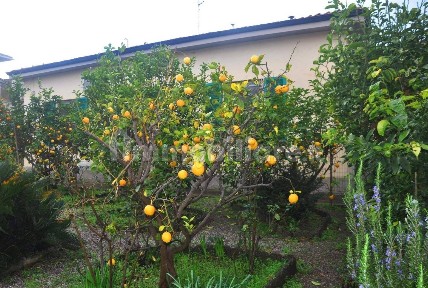 Villa unifamiliare, buono stato, 165 m², Vada, Rosignano Marittimo