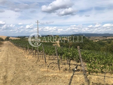 Azienda agricola in Vendita