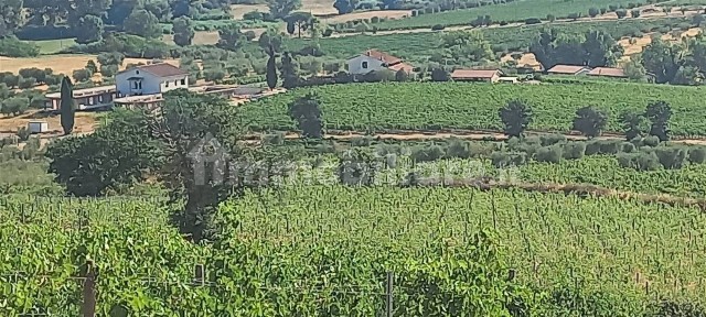 Azienda agricola in Vendita