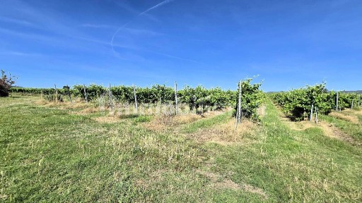 Azienda agricola in Vendita