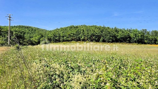 Azienda agricola in Vendita