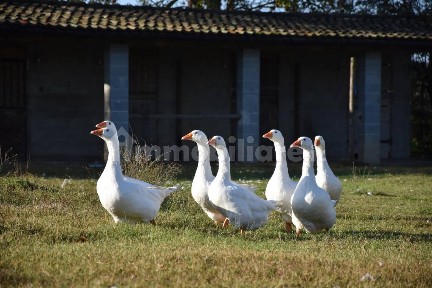 Cascina via Spessetta, Centro, Spessa