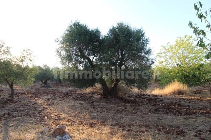 Martina Franca, Strada Cristi Zona C