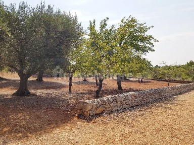 Trullo contrada Capo di Gallo, Martina Franca