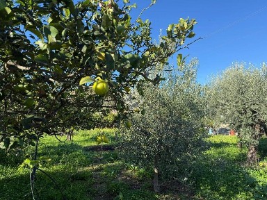 Rustico Contrada Pianotto, Termini Imerese