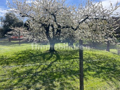 Villa plurifamiliare, da ristrutturare, 1145 m², Tre Ponti, Fondotoce, Verbania